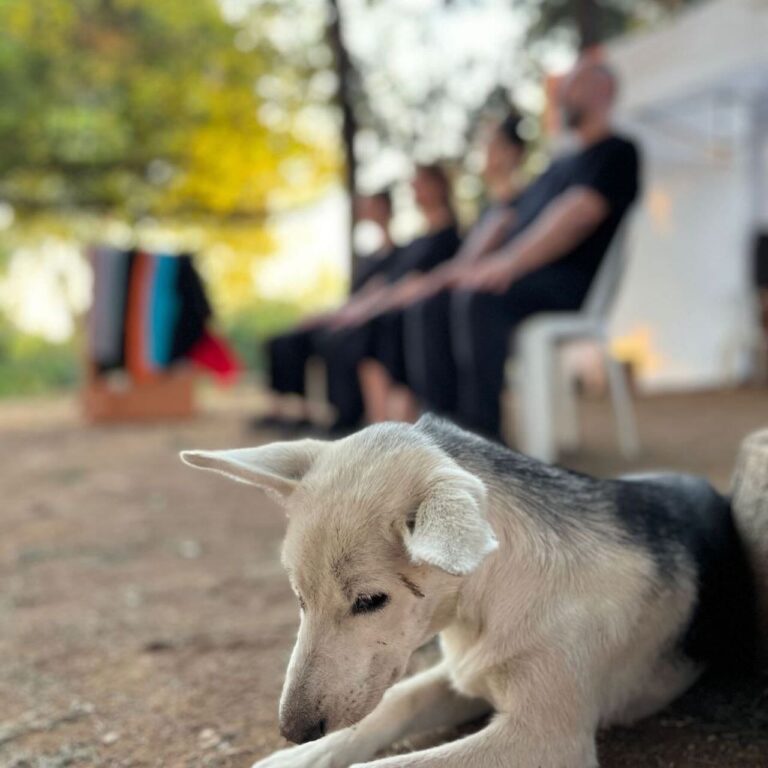 SOSYAL ÇALIŞMALAR